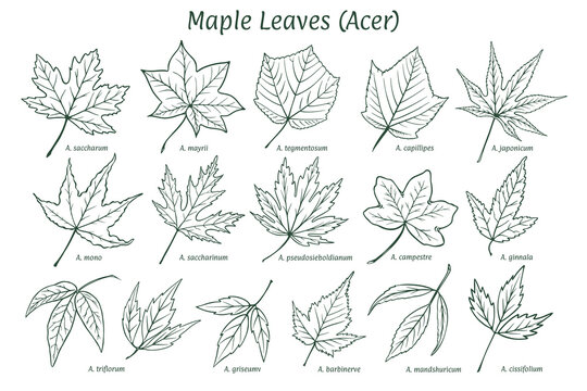  Maple leaves of different types. Sketch drawn by hand, ink pencil. Names in Latin. Acer. Isolated on white background. Vector.