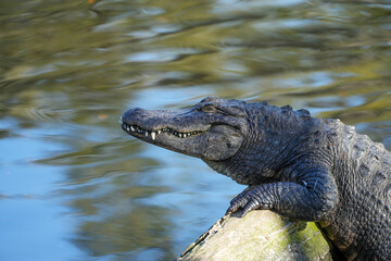 Alligator portrait