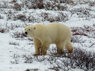 Obraz na płótnie Canvas Polar bear in Canada