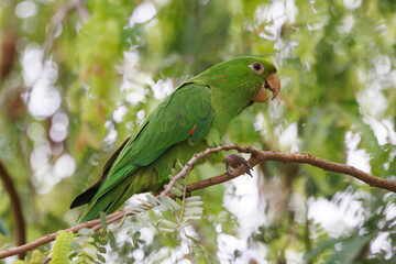 White-eyed Parakeet
(Periquitão-maracanã)