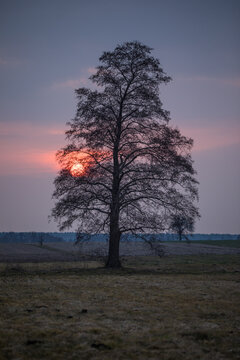 black silhouette of a lonely tree on the sunset background with purple sky vertical view © Mariusz