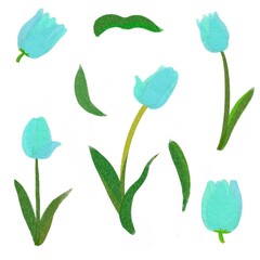 Hand drawn water color tulip.png.photoshop.paper taxture.
