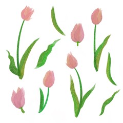 Hand drawn water color Pink tulip and leaves.