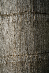 Fototapeta premium Palm Tree Trunk Bark