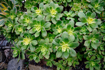 yellow and green Haworth's Aeonium succulent cacti in nature