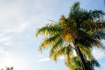 Obraz na płótnie Canvas Sunlight hitting palm tree