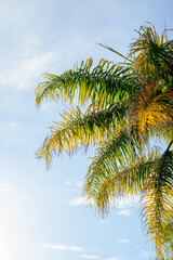 Fototapeta na wymiar Palm tree with sunlight and clouds
