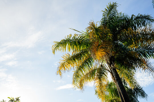 Sunlight hitting palm tree