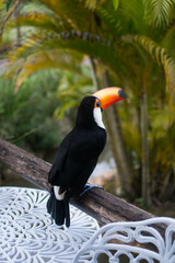 toucan on a tree