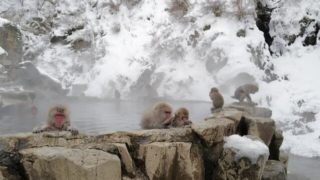 Snow monkeys sitting in the hot springs