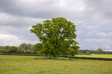 Oak trees in the meadow.