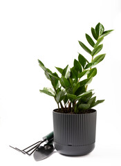 Zamioculcas isolated on white background. Houseplant in a gray flowerpot.