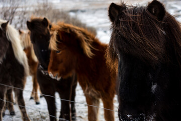 imagen de unos caballos en un paisaje nevado 