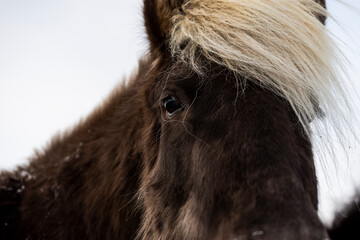 imagen detalle de un caballo oscuro con el flequillo rubio  - obrazy, fototapety, plakaty