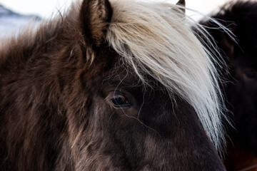 imagen detalle ojo de caballo negro con el flequillo rubio claro - obrazy, fototapety, plakaty