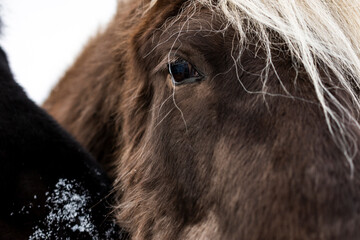 imagen detalle de un caballo marrón con el flequillo blanco y el ojo negro  - obrazy, fototapety, plakaty