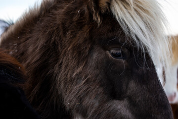 imagen detalle caballo negro con el flequillo blanco 