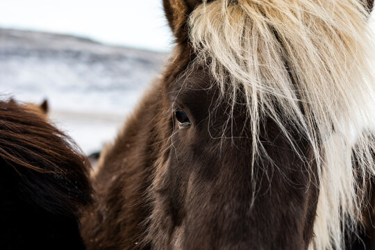 imagen detalle de un caballo negro con el flequillo rubio 