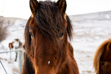 Imagen del caballo marrón con los ojos oscuros el flequillo negro con un paisaje llevado de fondo - obrazy, fototapety, plakaty