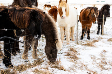 imagen de unos caballos encerrados una una valla, en un entorno nevado  - obrazy, fototapety, plakaty