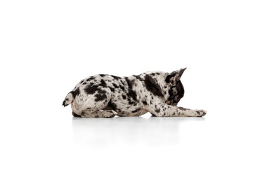 Obraz premium Sniffing. Studio image of purebred French bulldog in spotted color lying on floor over white background. Beautiful pet. Concept of domestic animal, pet care, motion, action, animal life.