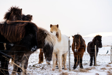 imagen de unos caballos en un entorno blanco por la nieve y el frío  - obrazy, fototapety, plakaty