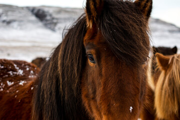 imagen detalle ojo caballo marrón con el flequillo negro en un paisaje nevado 