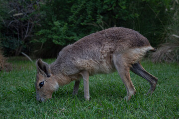 Naklejka na ściany i meble Photo of a light brown Patagonian Mara, closeup while it is eating in the grass