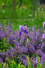 Purple iris flowers in the garden. Selective focus.