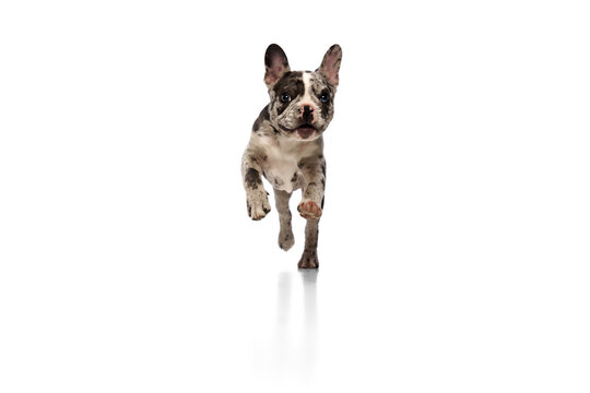 Studio image of beautiful active purebred French bulldog in spotted color running over white background. Concept of domestic animal, pet care, motion, action, animal life.
