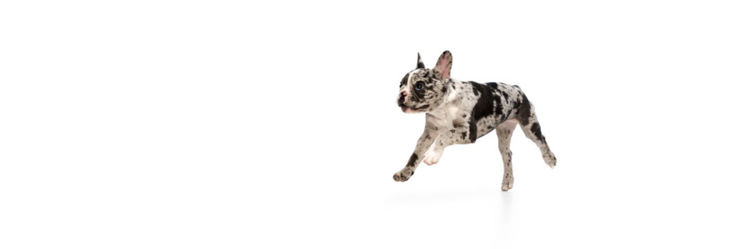Studio image of purebred French bulldog in spotted color running over white background. Concept of domestic animal, pet care, motion, action, animal life. Banner. Copy space for ad