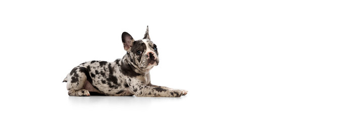 Studio image of purebred French bulldog in spotted color calmly lying on floor over white background. Concept of domestic animal, pet care, motion, action, animal life. Banner. Copy space for ad