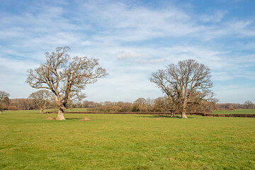 Oak trees in the meadow.