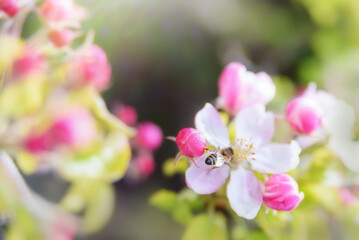 Naklejka na ściany i meble A blooming branch of apple tree in spring