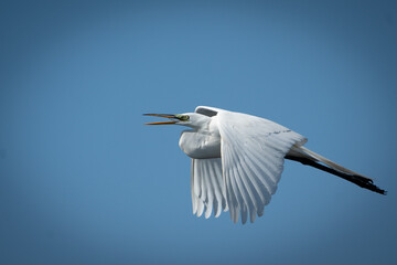 great egret