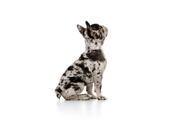 Side view. Studio image of purebred French bulldog in spotted color sitting over white background. Concept of domestic animal, pet care, motion, action, animal life. Copy space for ad