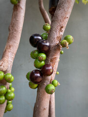 Detail of a jabuticabeira branch with the first fruits, mixing already mature jabuticabas and others that are still green.