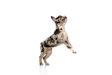 Studio image of purebred French bulldog in spotted color standing on hind legs over white background. Concept of domestic animal, pet care, motion, action, animal life. Copy space for ad