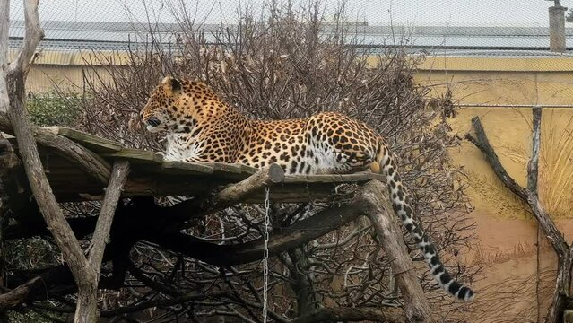 A powerful and beautiful leopard calmly resting and looking at the camera. Stock video footage. 4K.