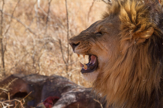 Roar, Madikwe Game Reserve
