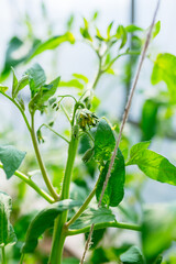 Tomato growth, gardening
