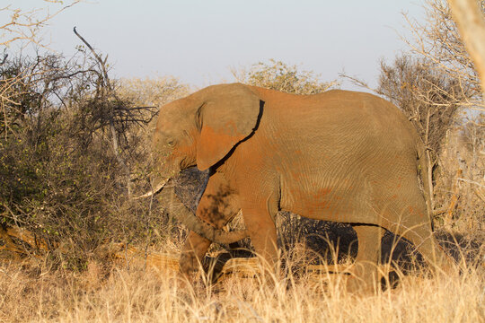 Dusty elephant, Madikwe Game Reserve