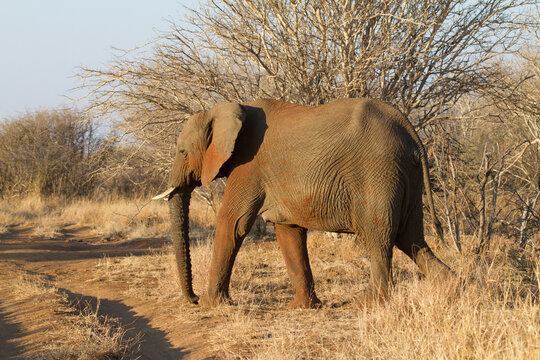 Elephant, Madikwe Game Reserve
