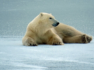 Naklejka na ściany i meble Beautiful polar bear