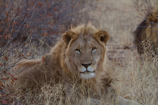 Male Lion, Madikwe Game Reserve
