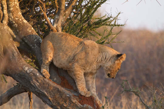 Lion cub, Madikwe Game Reserve