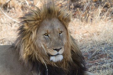 Fototapeta na wymiar The king, Madikwe Game Reserve