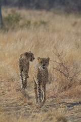 Starting a hunt, Madikwe Game Reserve