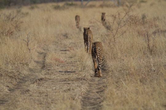 Four brothers about to hunt, Madikwe Game Reserve