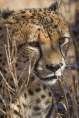 Cheetah, 
Madikwe Game Reserve